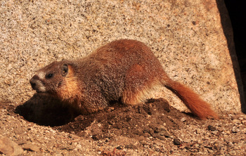 Marmot digging