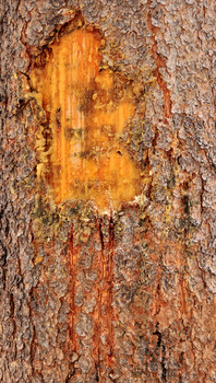 Bear marks on tree