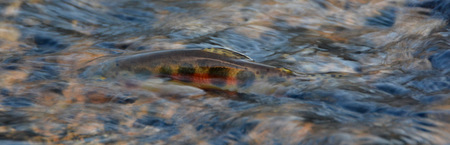 Small trout swiming upstream