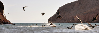 Pelicans feasting in Cardonalcito Beach