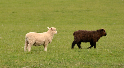 Black And White Lambs
