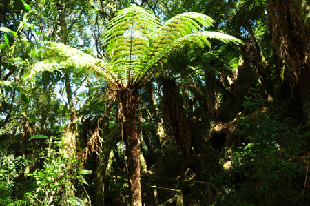 Giant fern forest