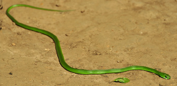 Snake in Amboró NP