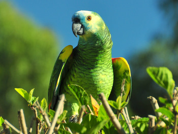 Parrot in Samaipata