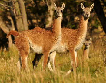 Guanacos at Chacabuco Valley