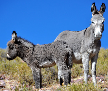 Mom and baby donkey