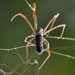 Spotted spider
