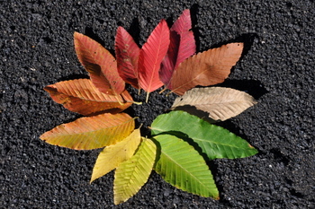 Arcoiris de hojas