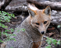 Red fox