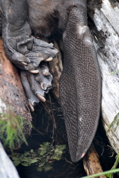Beaver tail