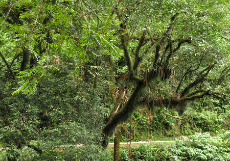 Yungas vegetation