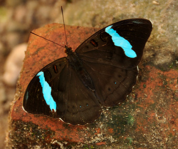 Butterfly in Biocentro Güembé