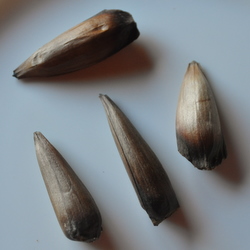 Araucaria nuts
