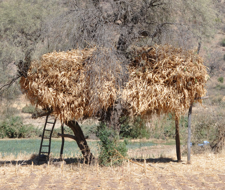 Drying corn out of reach of goats