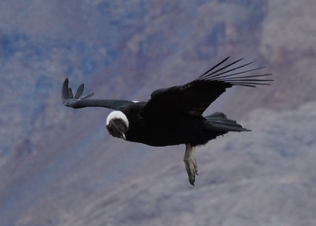 Condor looking for carrion