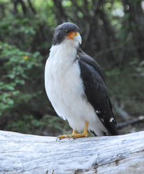 Bird of prey at campamento de Agostini