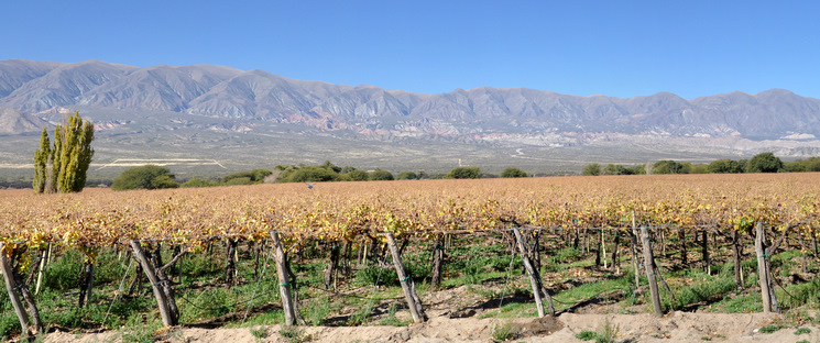 Cafayate vineyards