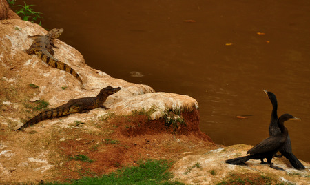 Young spectacled caimans and cormorans