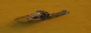 Spectacled caiman