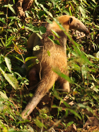 Pigmy anteater
