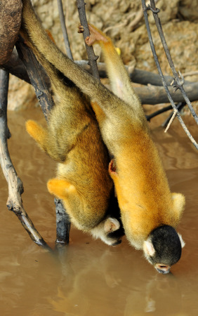 Yellow monkeys drinking upside-down