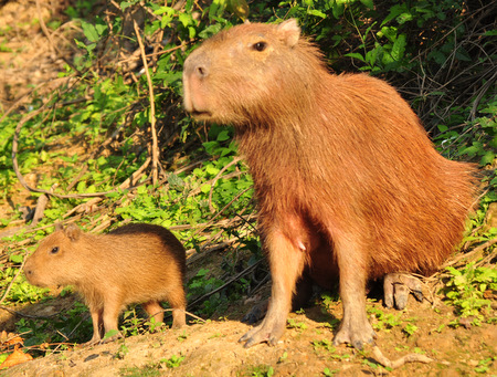 Capybaras: mum and baby