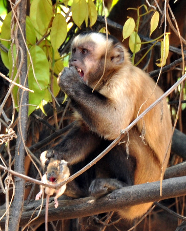 Capuchino comiéndose a un ratón