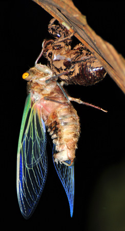Cicada changing its skin