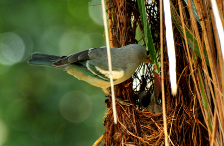Blue-gray tanager alimentando los pichones