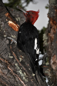 Magallanes woodpecker