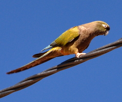 Parrot close to Angastaco