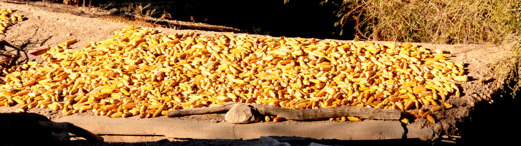 Corn drying on the roof