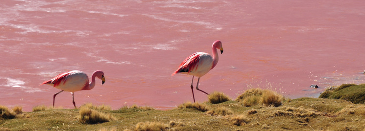 Flamingos at the Laguna Colorada
